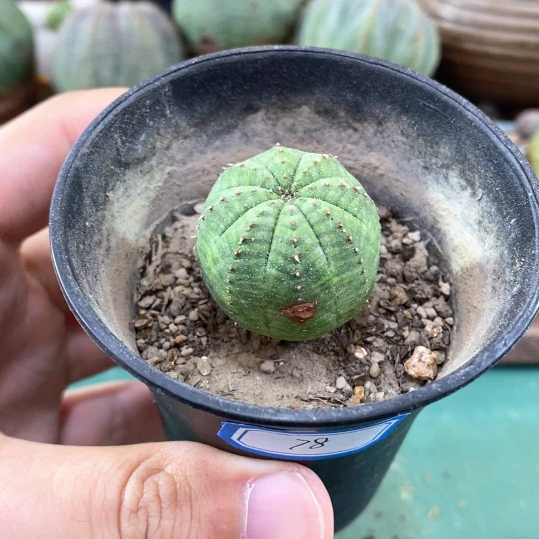 欧系实生布纹球多肉植物