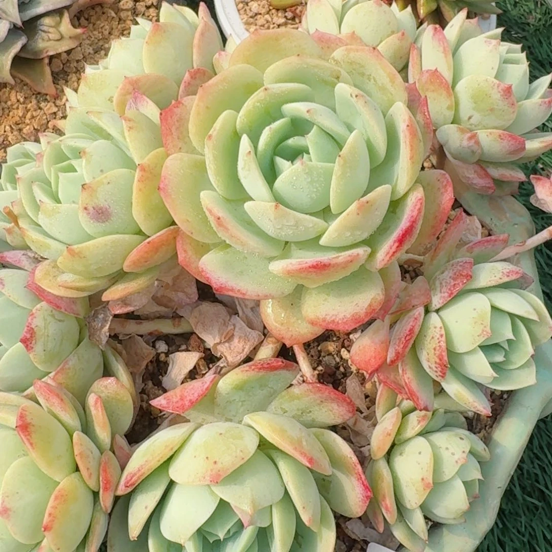 2090一物一拍（满28包邮）