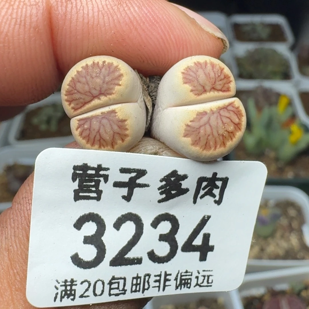 菊。