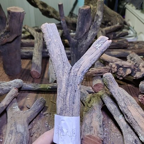 灬***灬火琉璃原杈，不保沉水，慎拍！