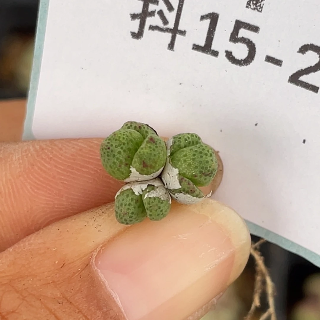 15-25草莓斑马肉锥