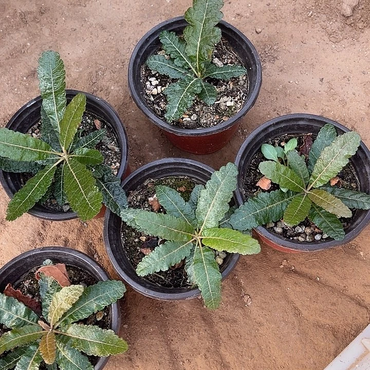 块根植物块根植物