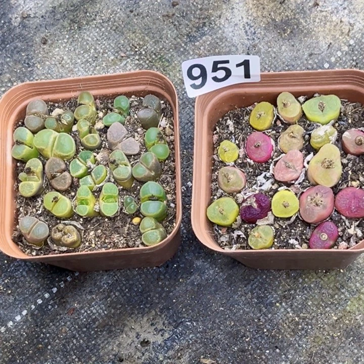 951毛风一物一图如图