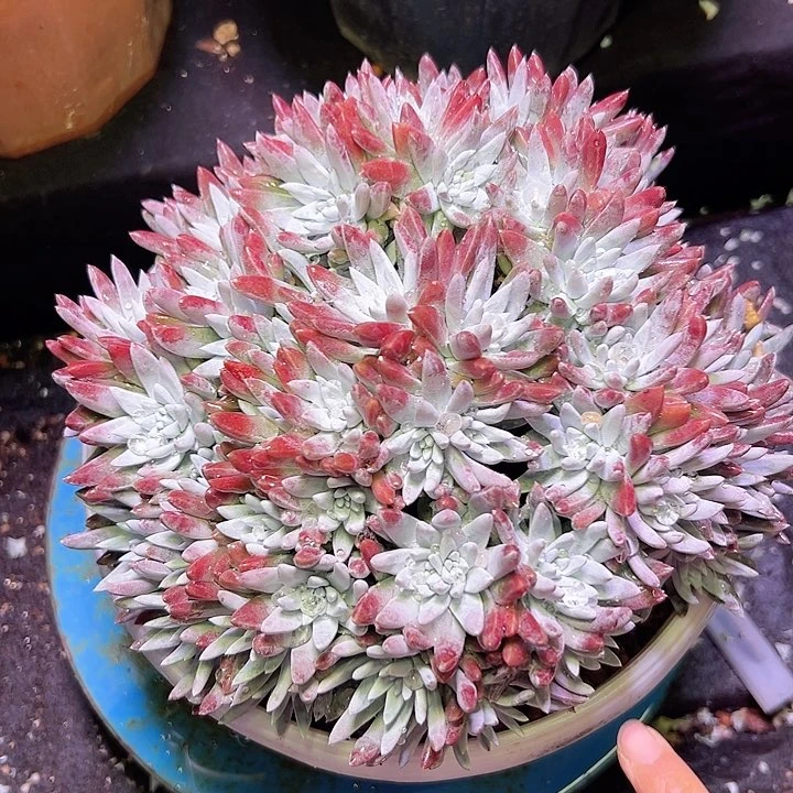 小鹿多肉一物一拍511