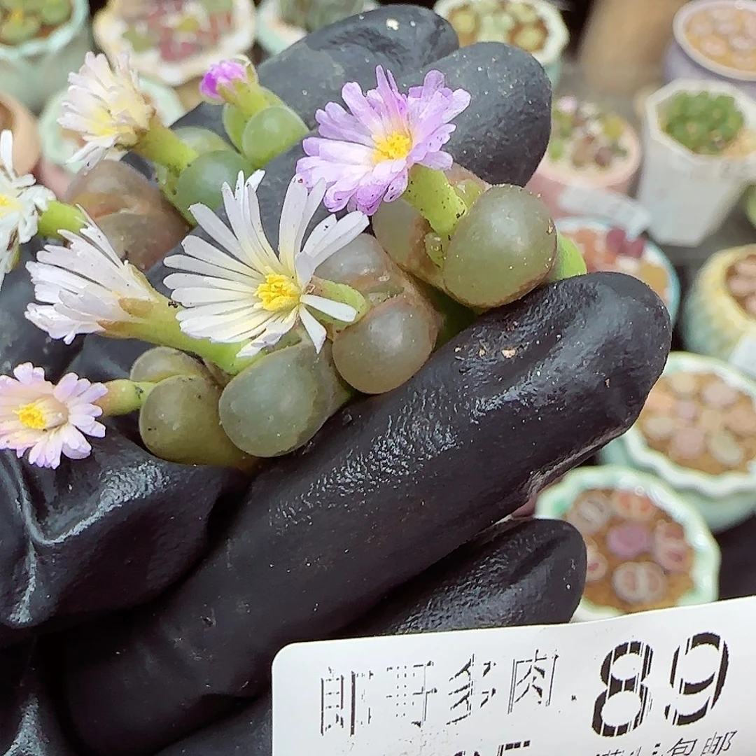 生石花满18包邮1105-89