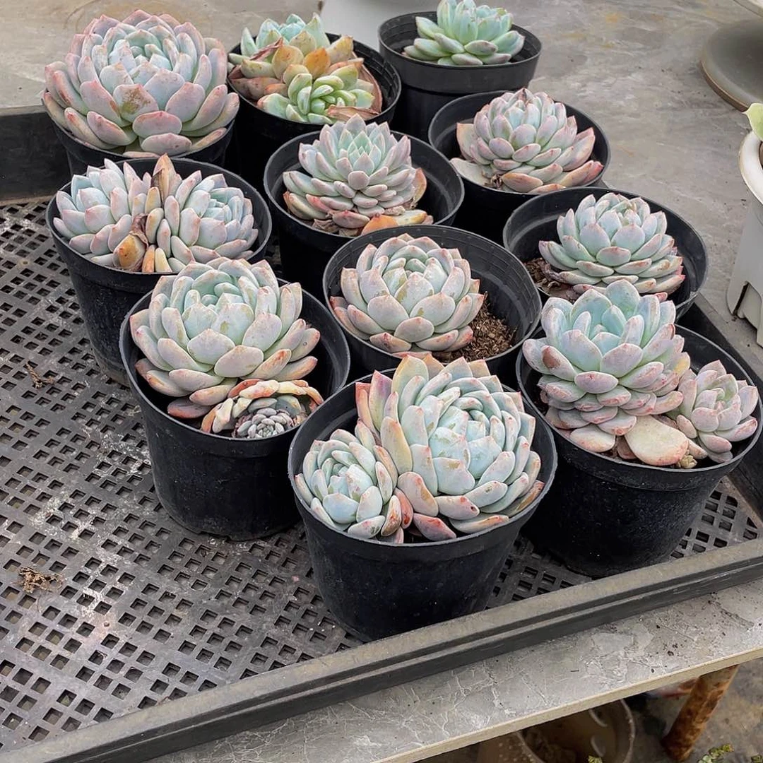 m****?橙梦露多肉植物11