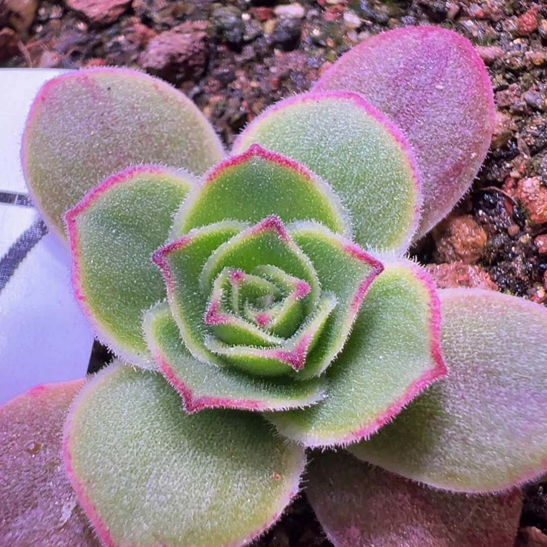 陈陈907永夜龙翼