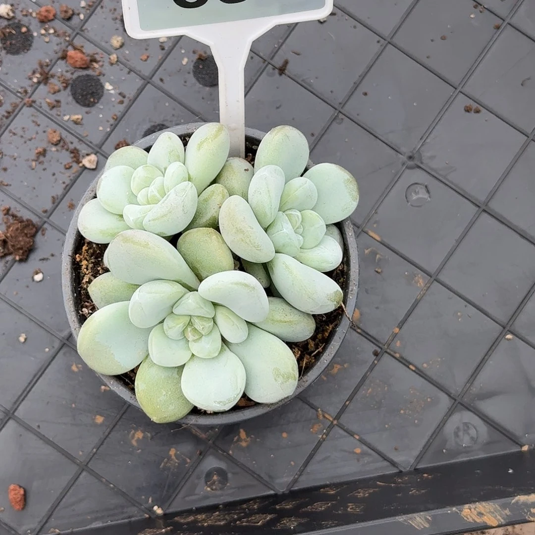 多肉植物玉麒麟653