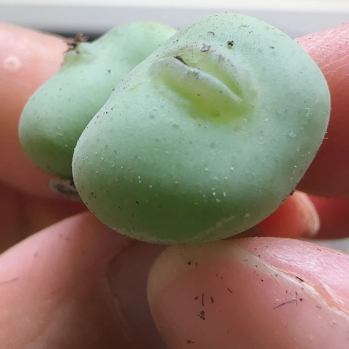 优选嘟嘟嘴杂交双头