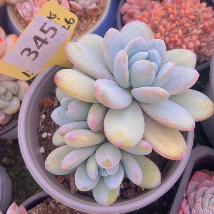 健健康康平平安安