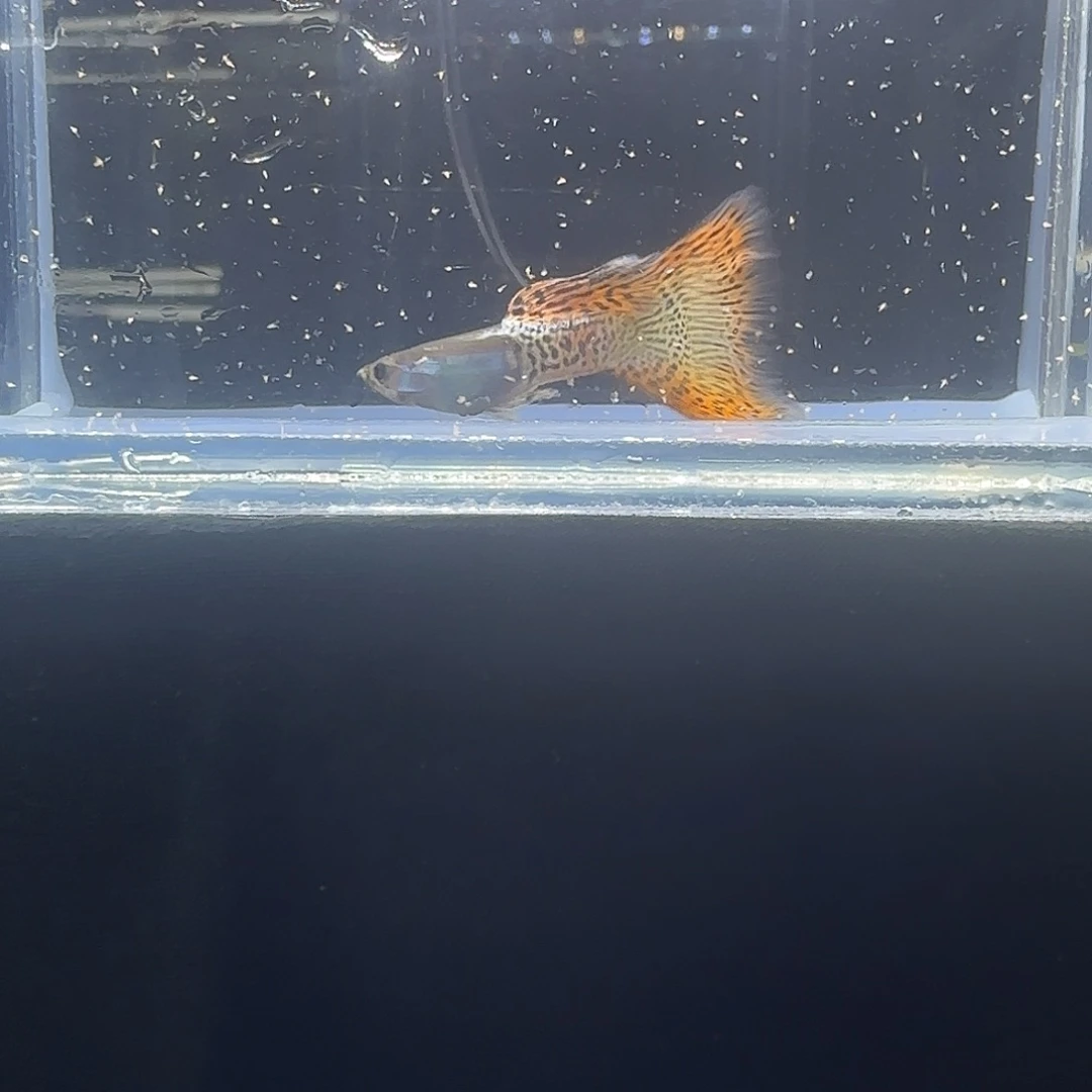 孔雀鱼关注主播可以竞拍