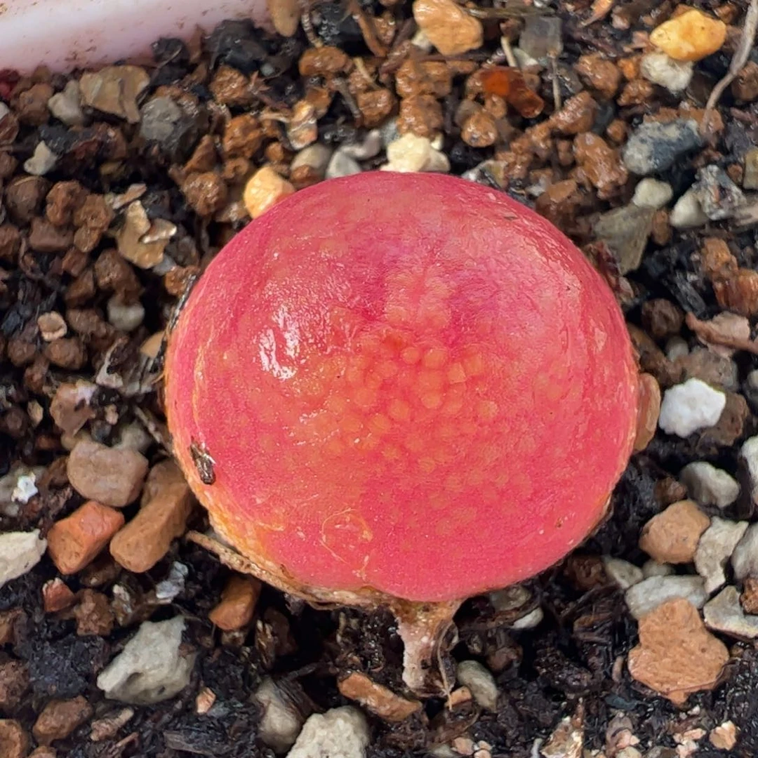 011多肉植物组合