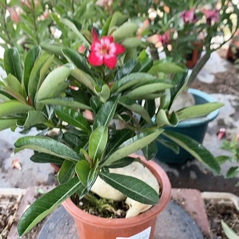 【闪购商品】无花朵繁**梦