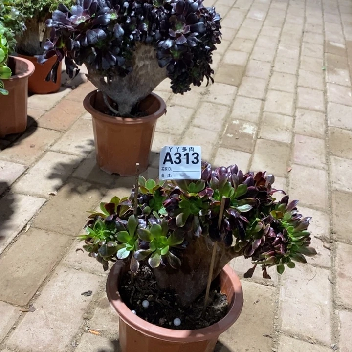 欧嘉莉多肉植物313000000