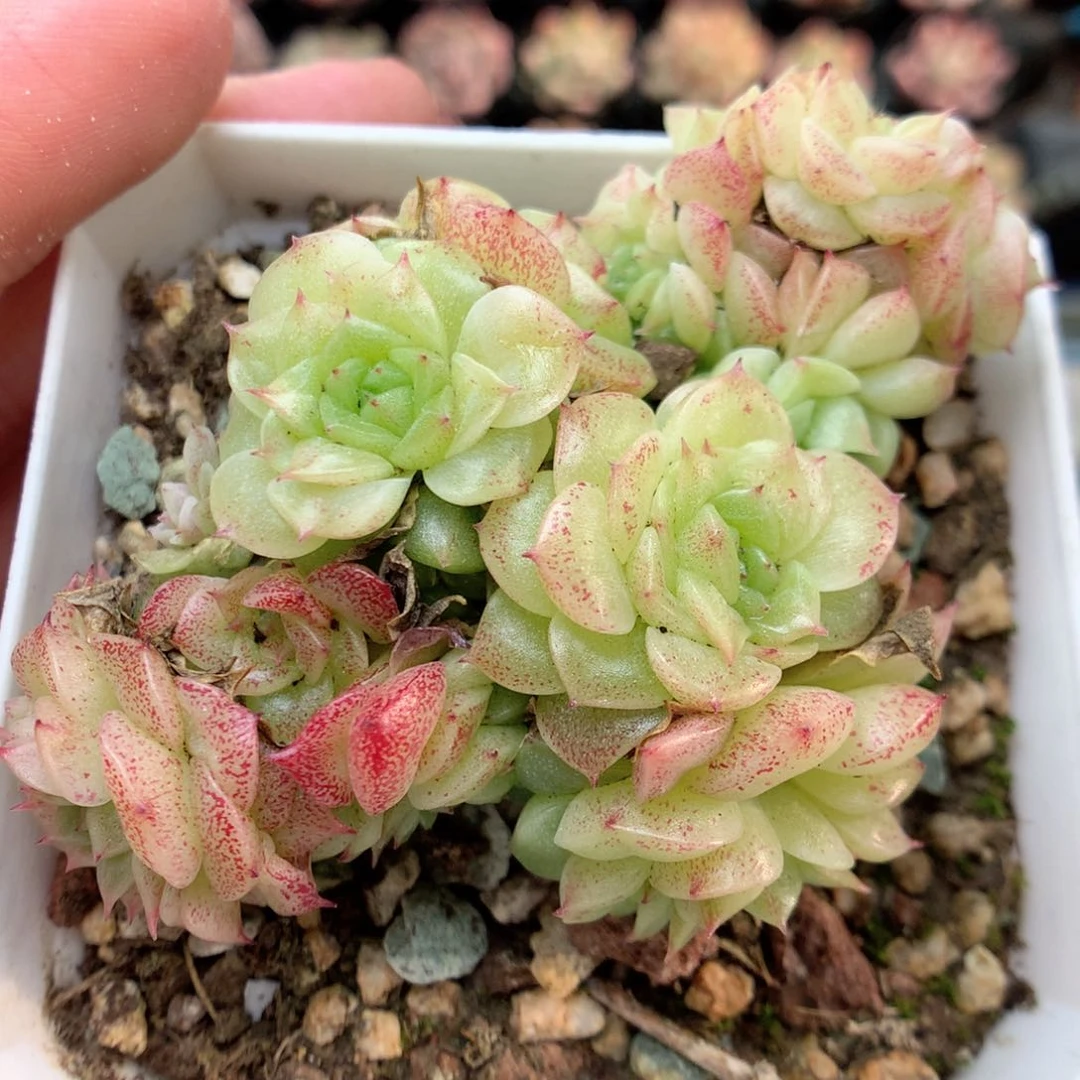 G98定繁编号麦杆B320两群