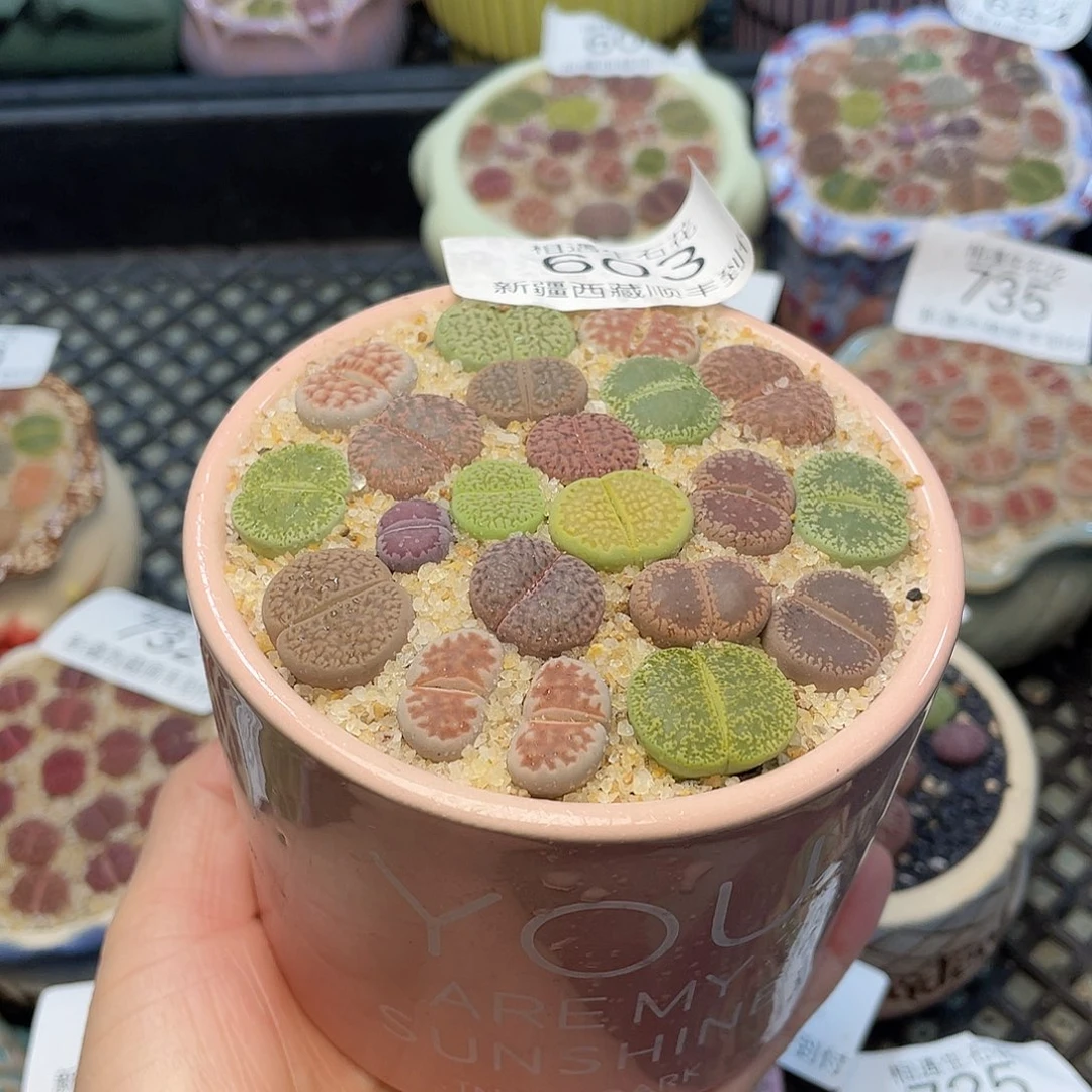 相遇开播福利603