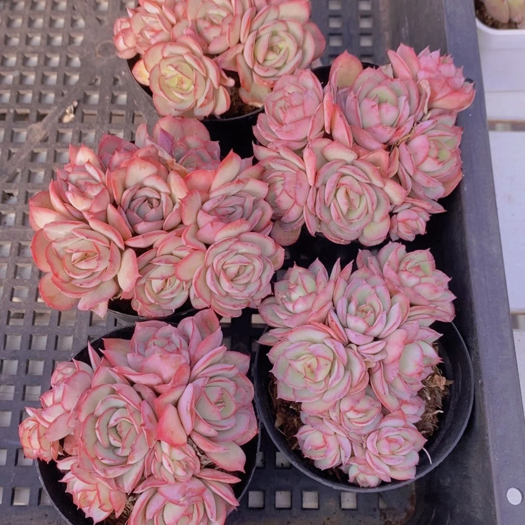 4-5-精品牡丹亭多头一个