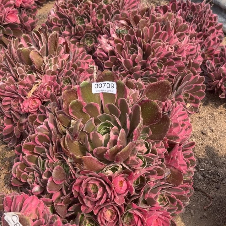 00709不加迪多肉植物