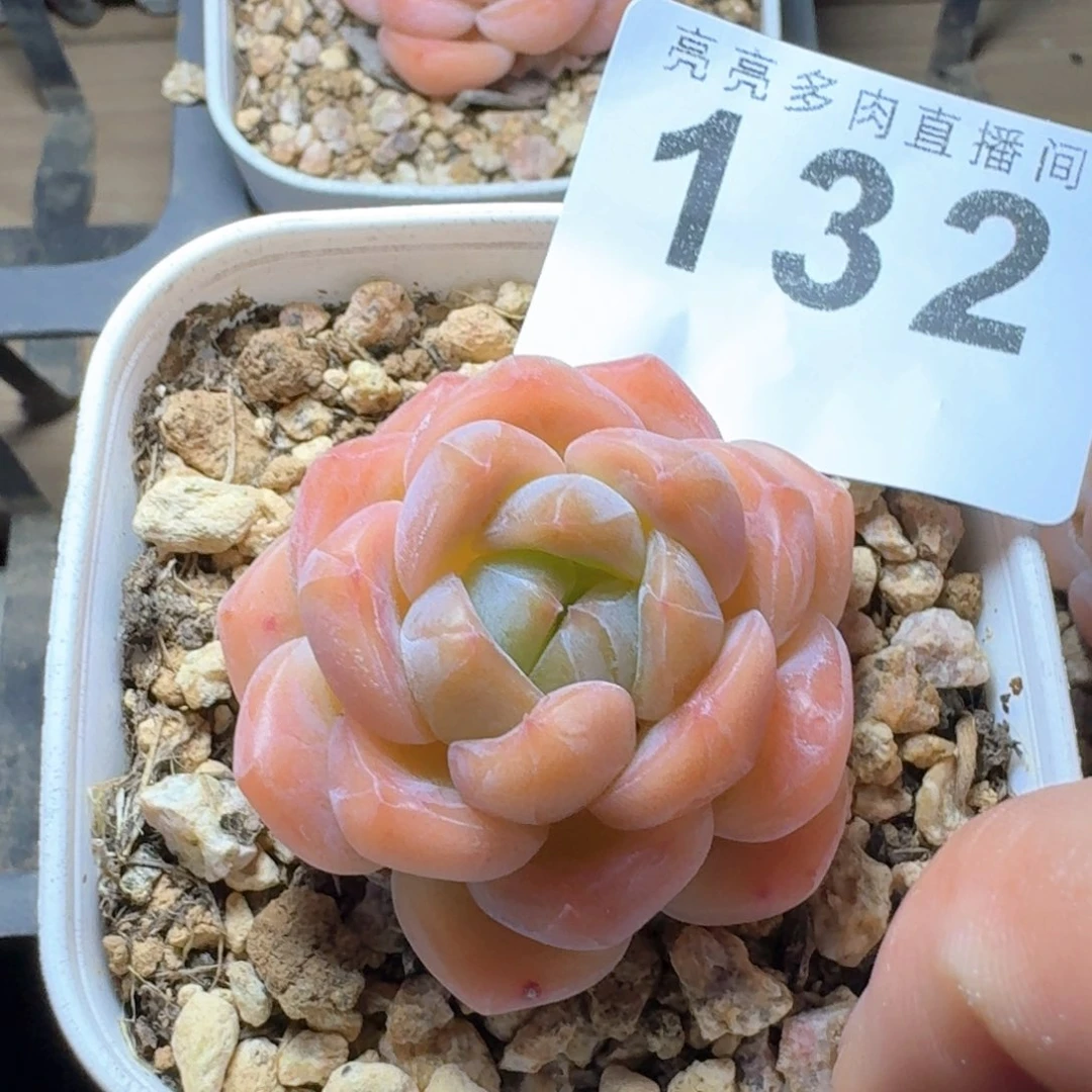 太妃糖            多肉植物