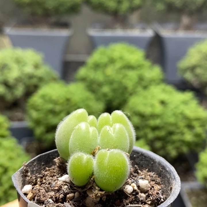 长毛翠迪7904枝干番杏