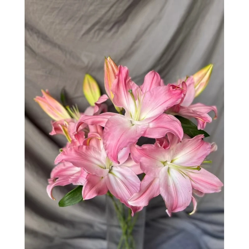 粉精灵 新品单瓣香水百合 任意2单顺丰或京东 送货上门 云南鲜