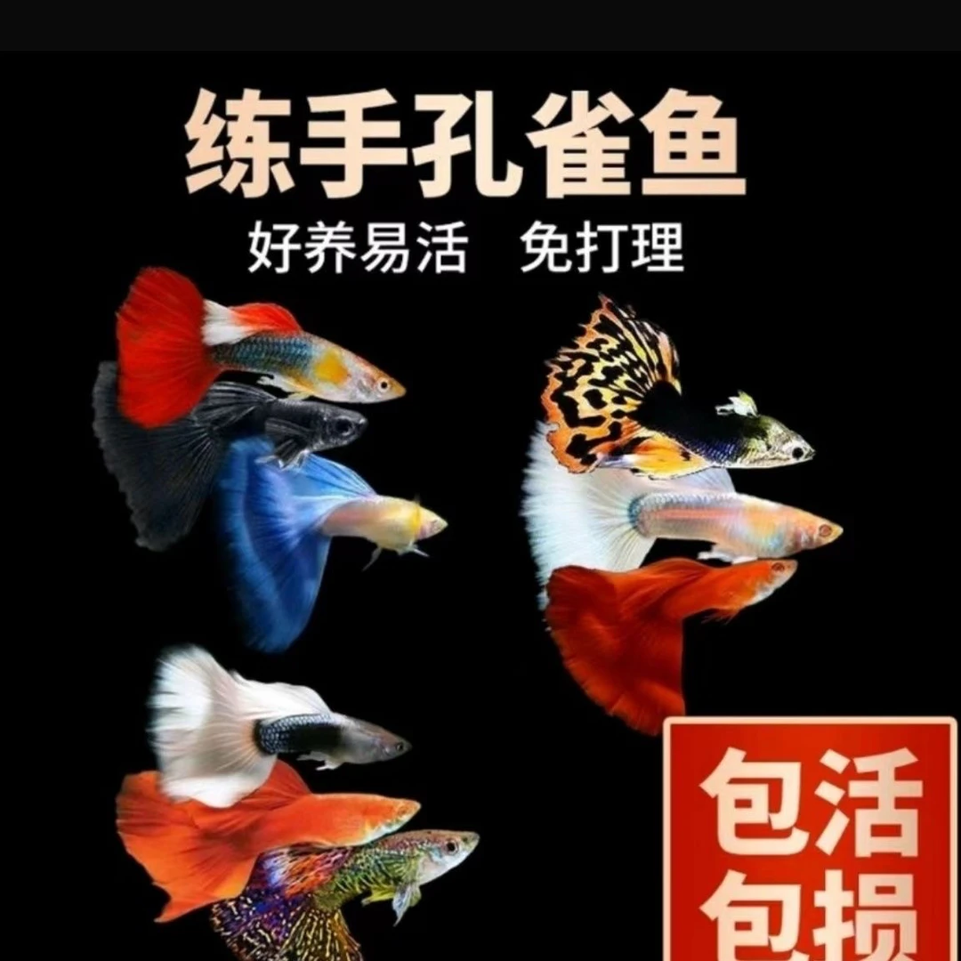 24条】孔雀鱼活体鱼苗观赏鱼小鱼金鱼热带淡水好养耐活鱼小凤尾