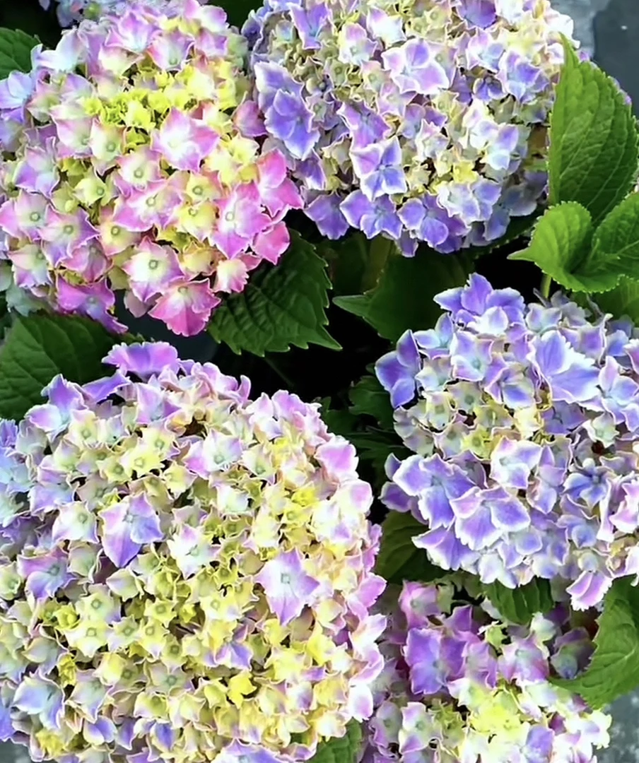 【三哥精选】2加仑魔幻小丑大花绣球品种稀缺白边观赏性强庭院地栽