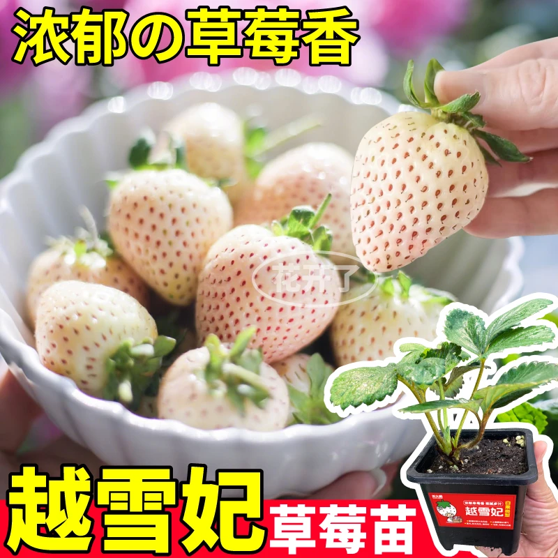 原土盆越雪妃草莓秧苗红颜玄玉天使ae真红美玲新手易种浇水就活