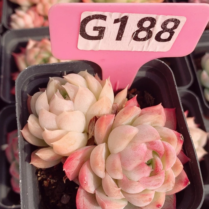 不知名7cm多肉植物