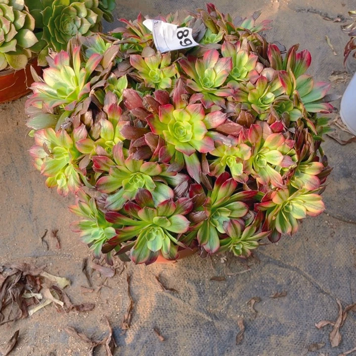 多肉安纳法师189