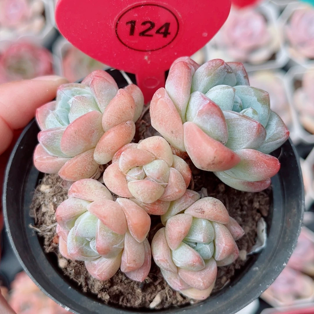 142号小老桩冰玉群5头