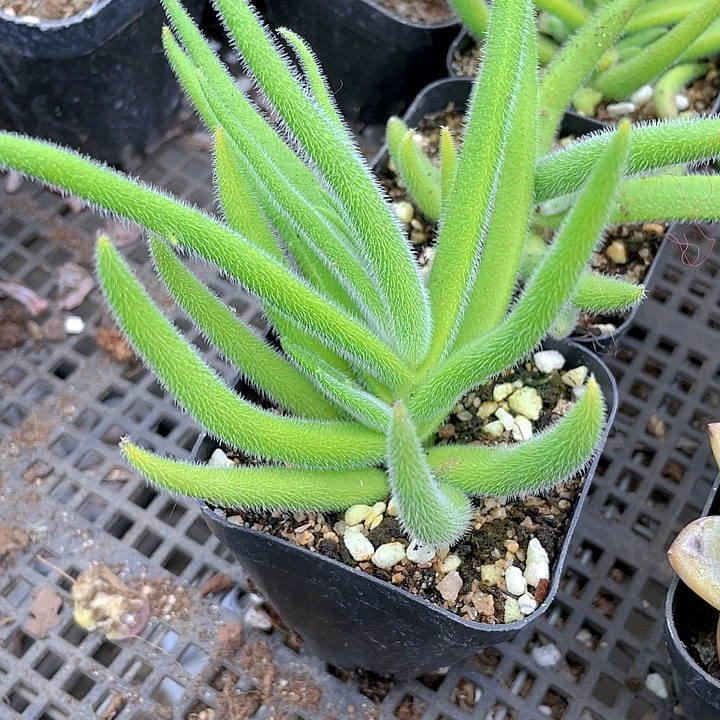 银狐之尾2.8带盆