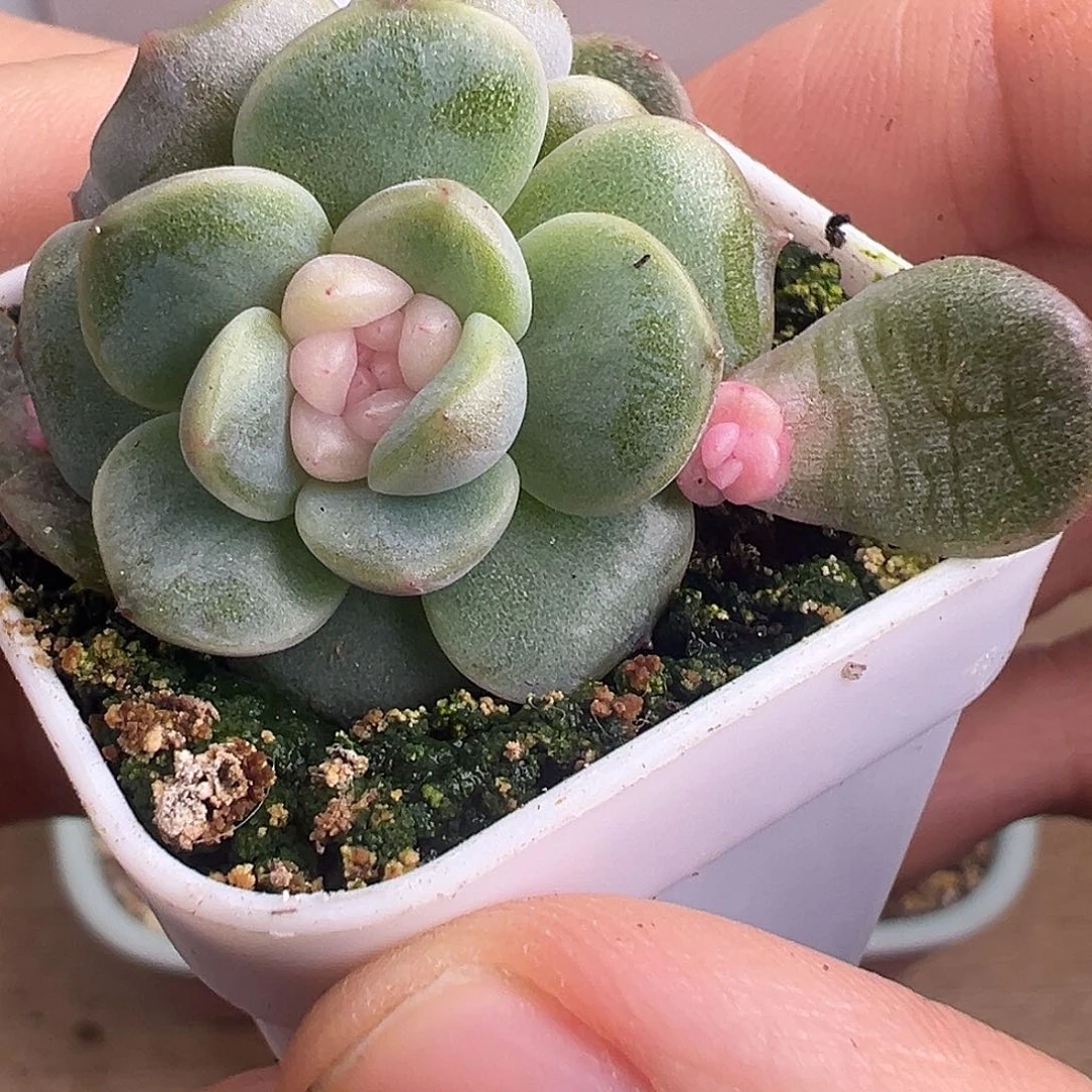 双头独家 桃心 送旁边叶插