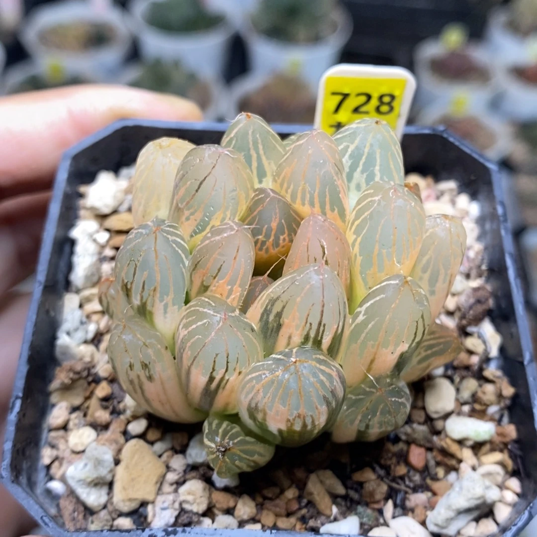 728号糊斑胭脂玉露锦