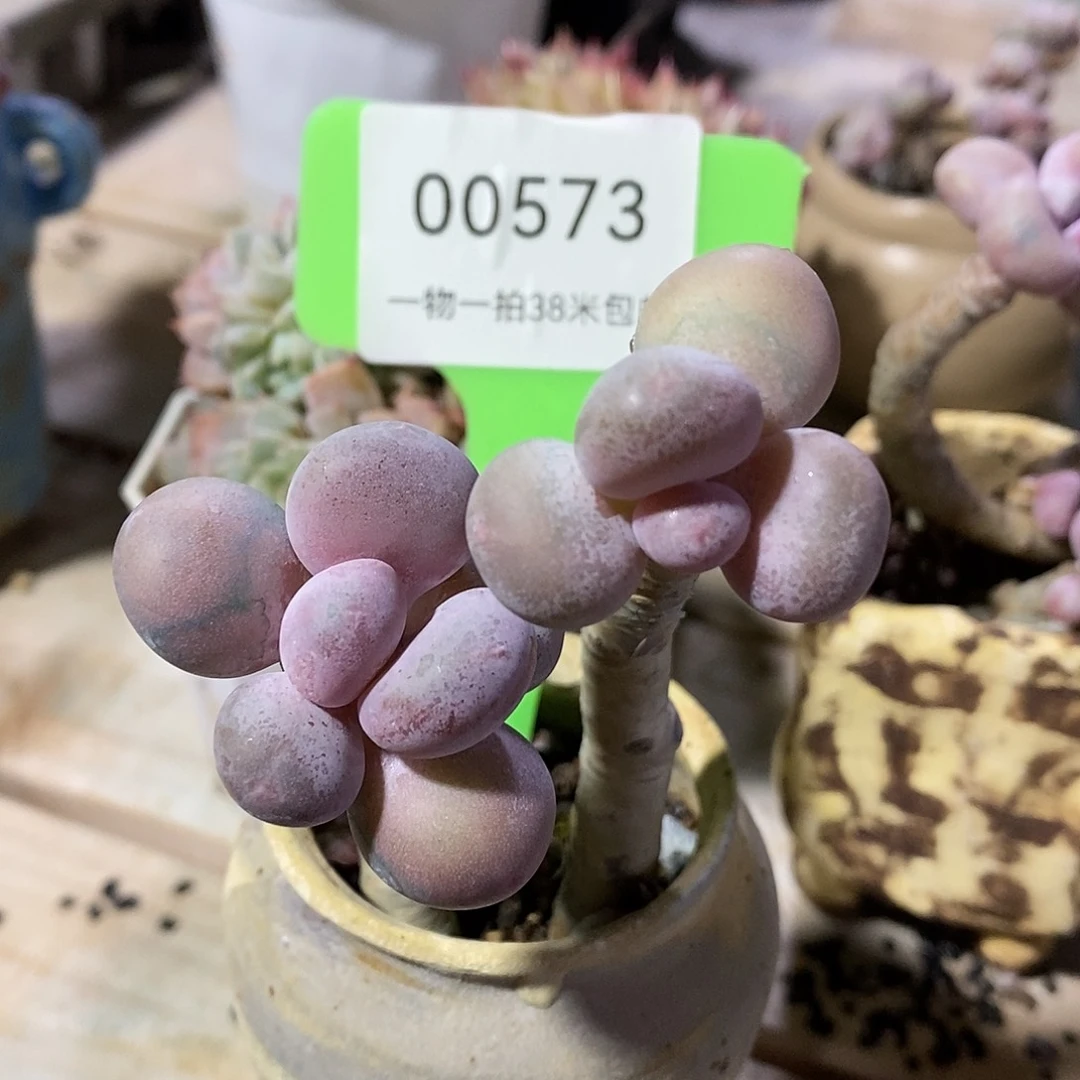 00573，啊木架璐璐图小雨