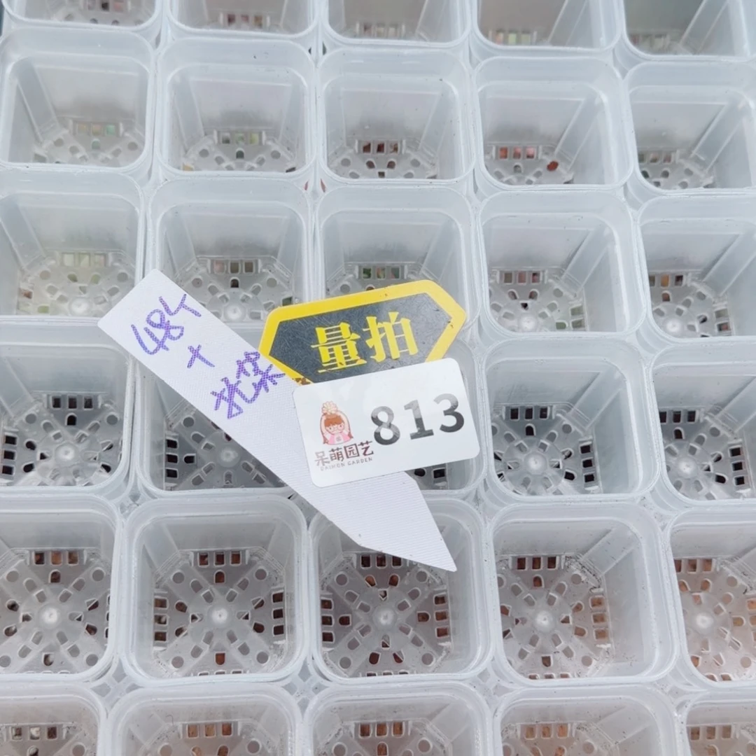 多肉植物多肉植物