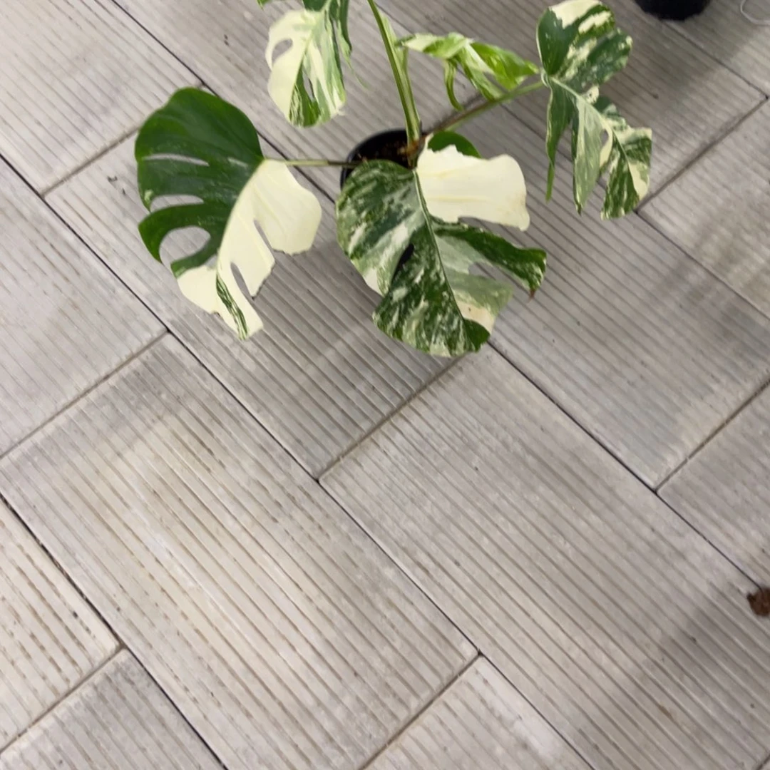 淡***儿无花朵        151白龟不包售后