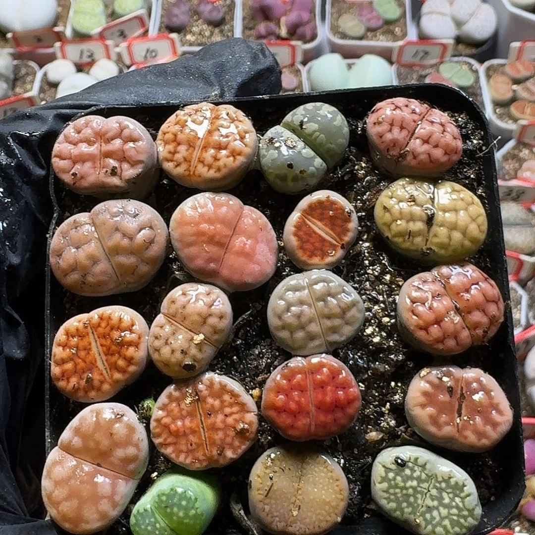 福利无售后33:：：。   19
