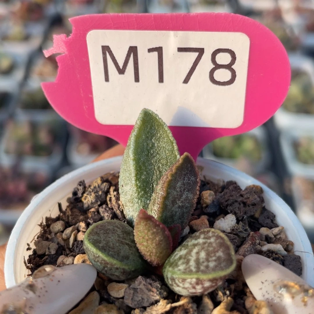 胖虎。  M178。