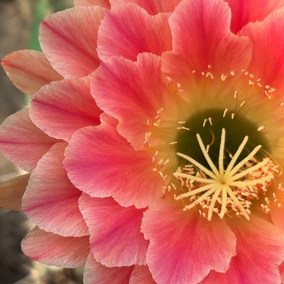 毛花柱火焰超越有根10公分