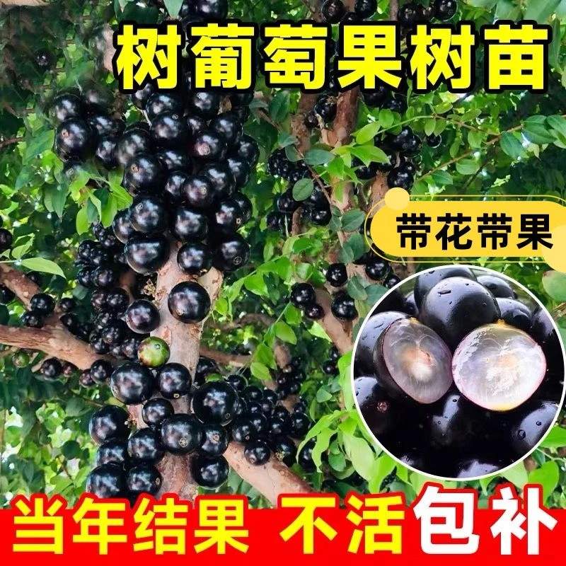 嘉宝果树苗树葡萄苗正宗台湾树葡萄沙巴夏季盆栽南北种植