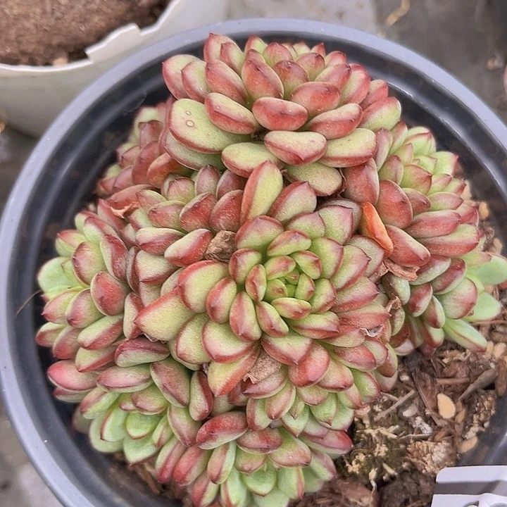 亚当09159多肉植物