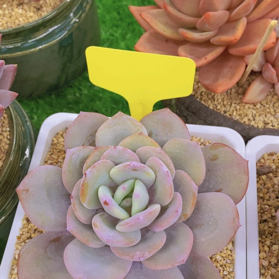 多肉植物，开心多肉