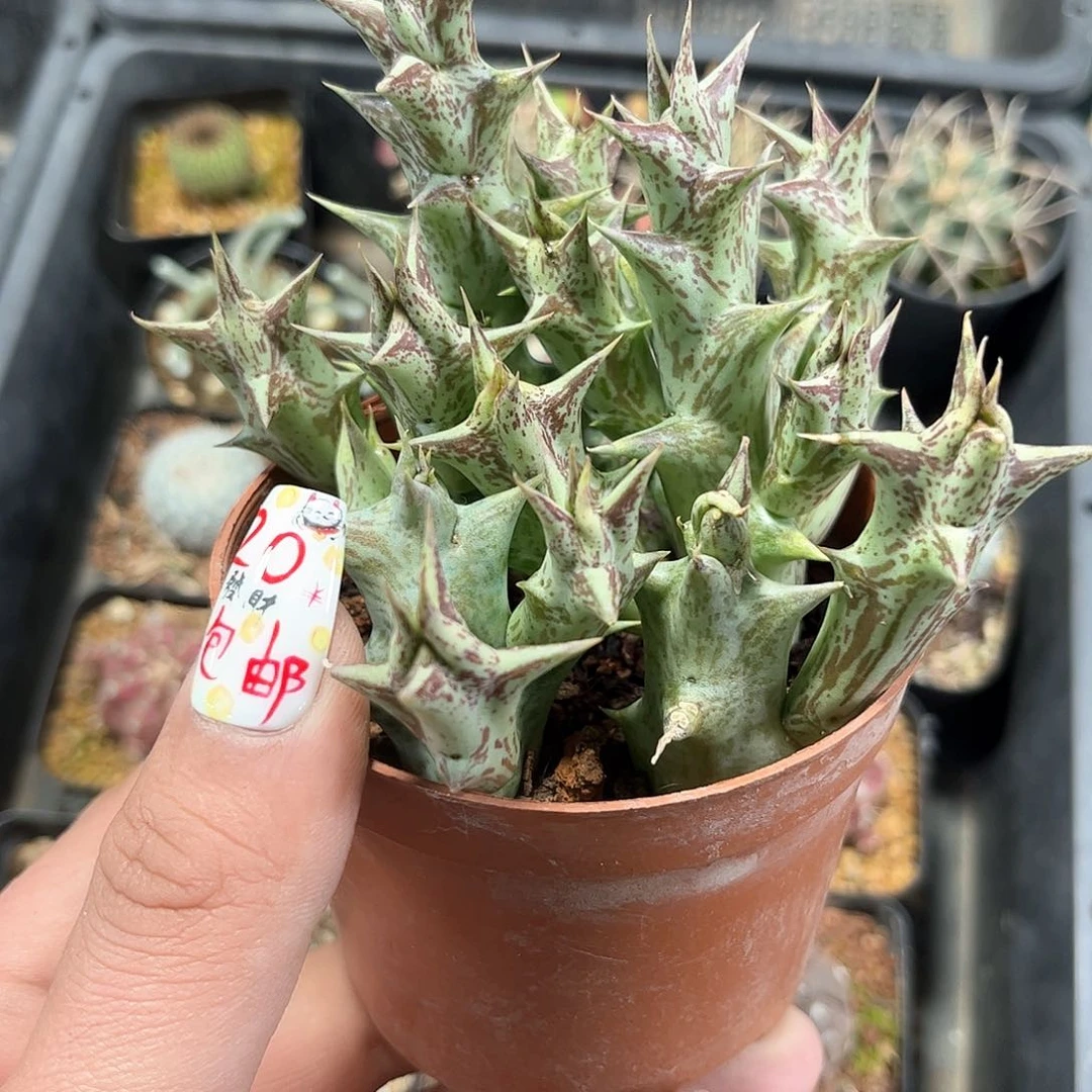 紫龙角单头发货有根