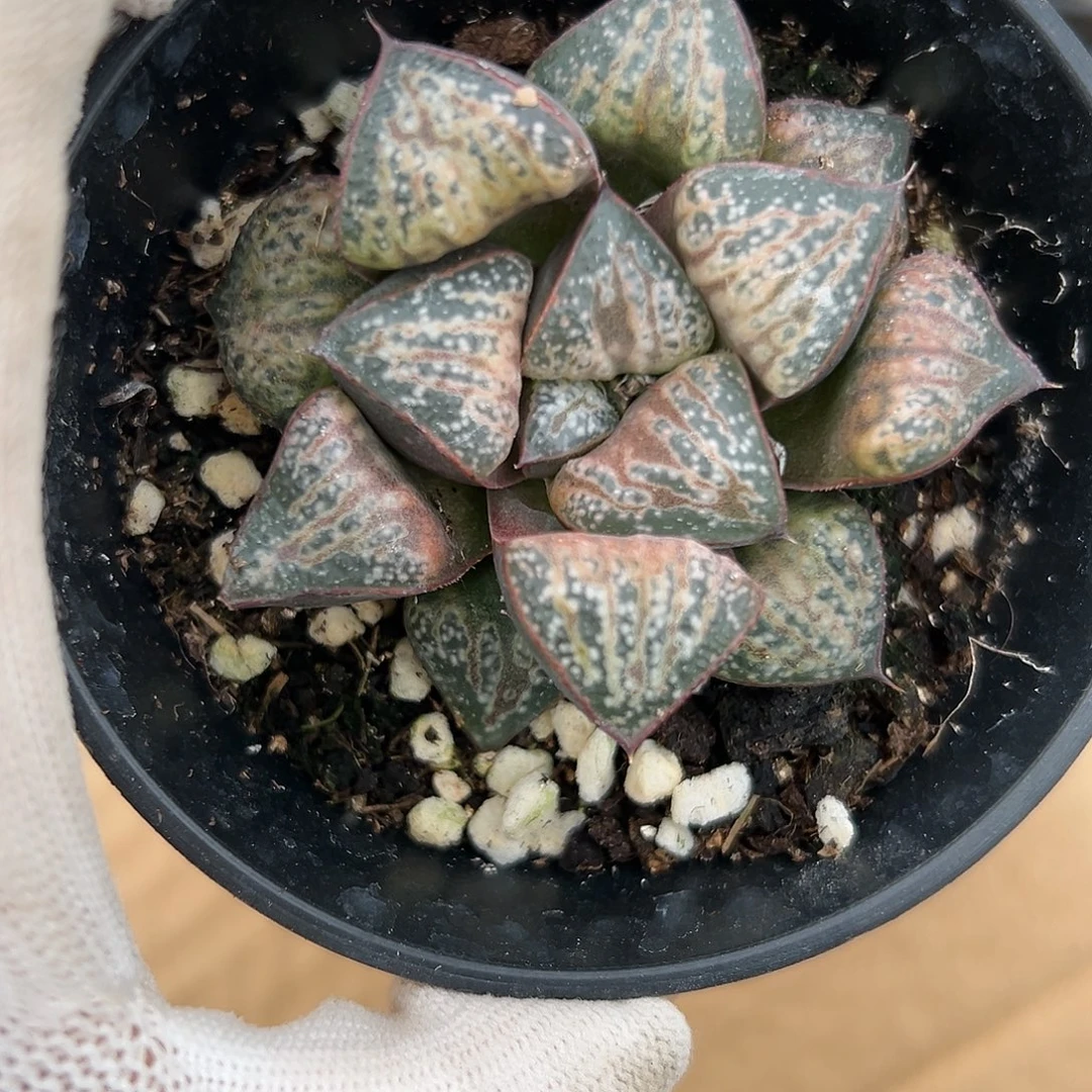 饿了呃呃呃呃呃呃呃呃