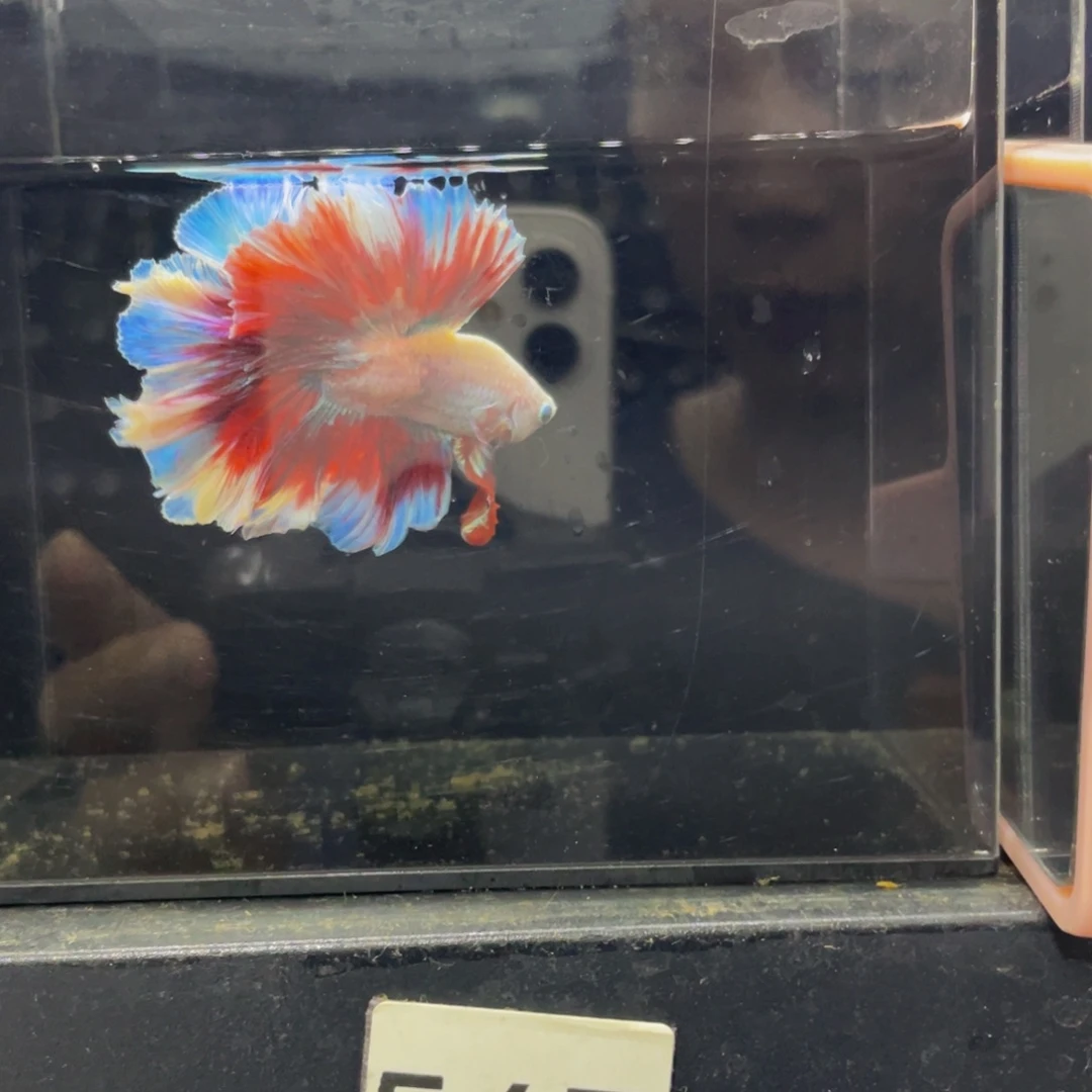 海水鱼Hahahhaha567