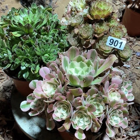 901三颗法师多肉植物