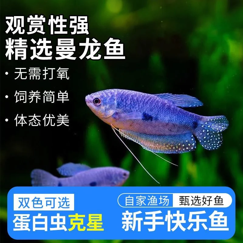 五彩丽丽珍珠马甲曼龙鱼热带小型淡水观赏鱼耐活好养无需打氧