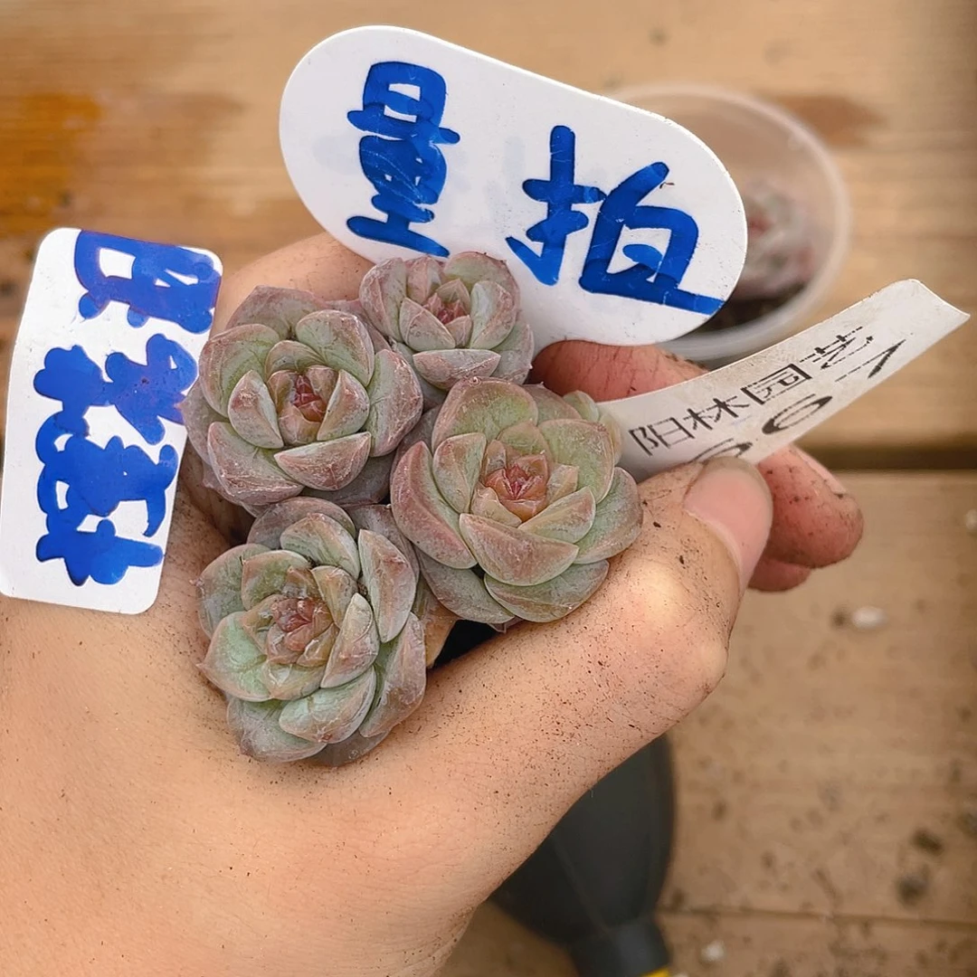 量拍多肉植物多肉植物667