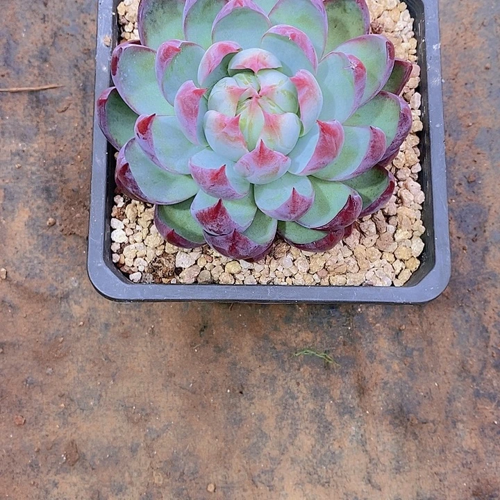 夢***影惊鸿仙子多肉植物老桩